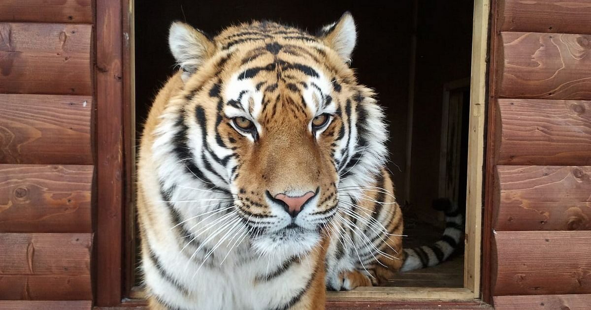 tigra